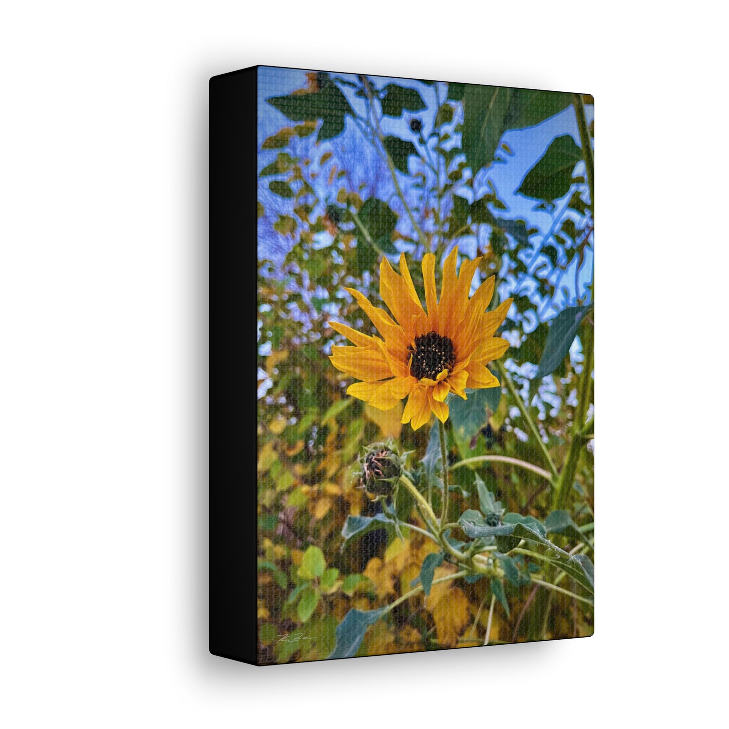 Sunflower (photo gallery collection.)