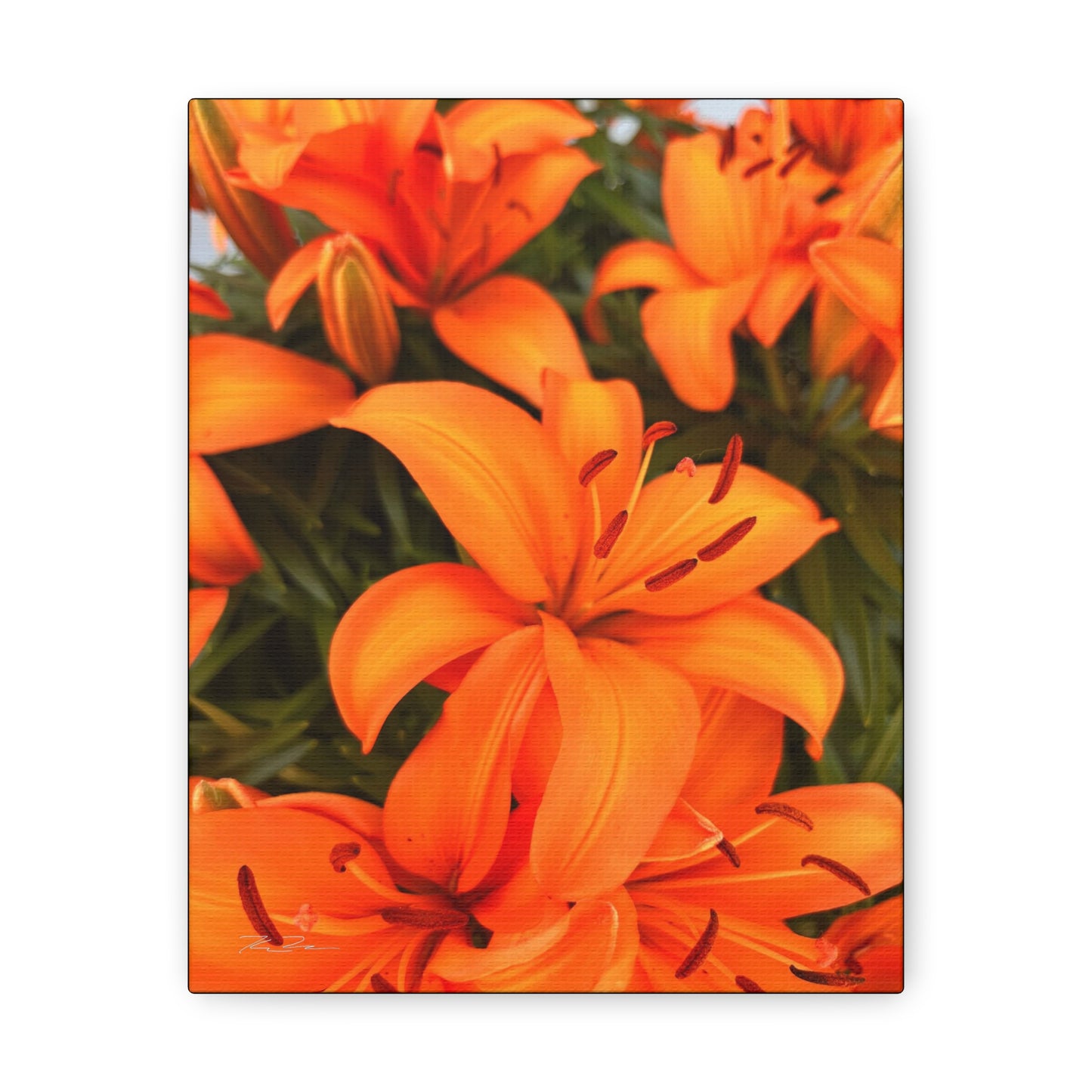 Orange Flower (photo gallery collection.)