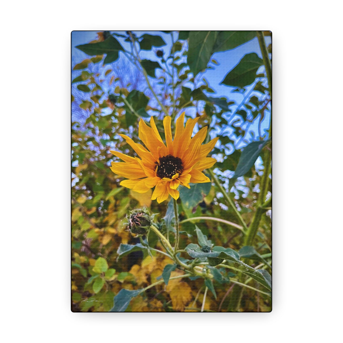 Sunflower (photo gallery collection.)