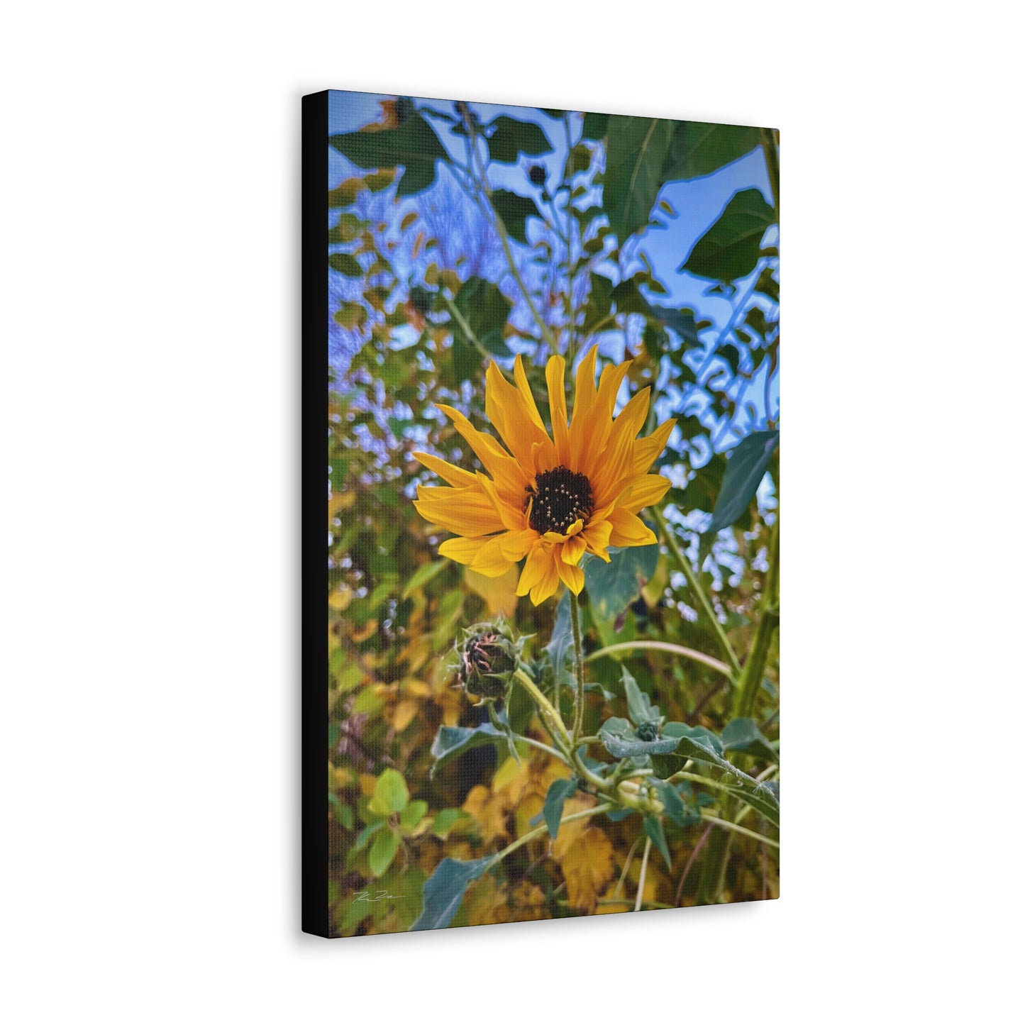 Sunflower (photo gallery collection.)