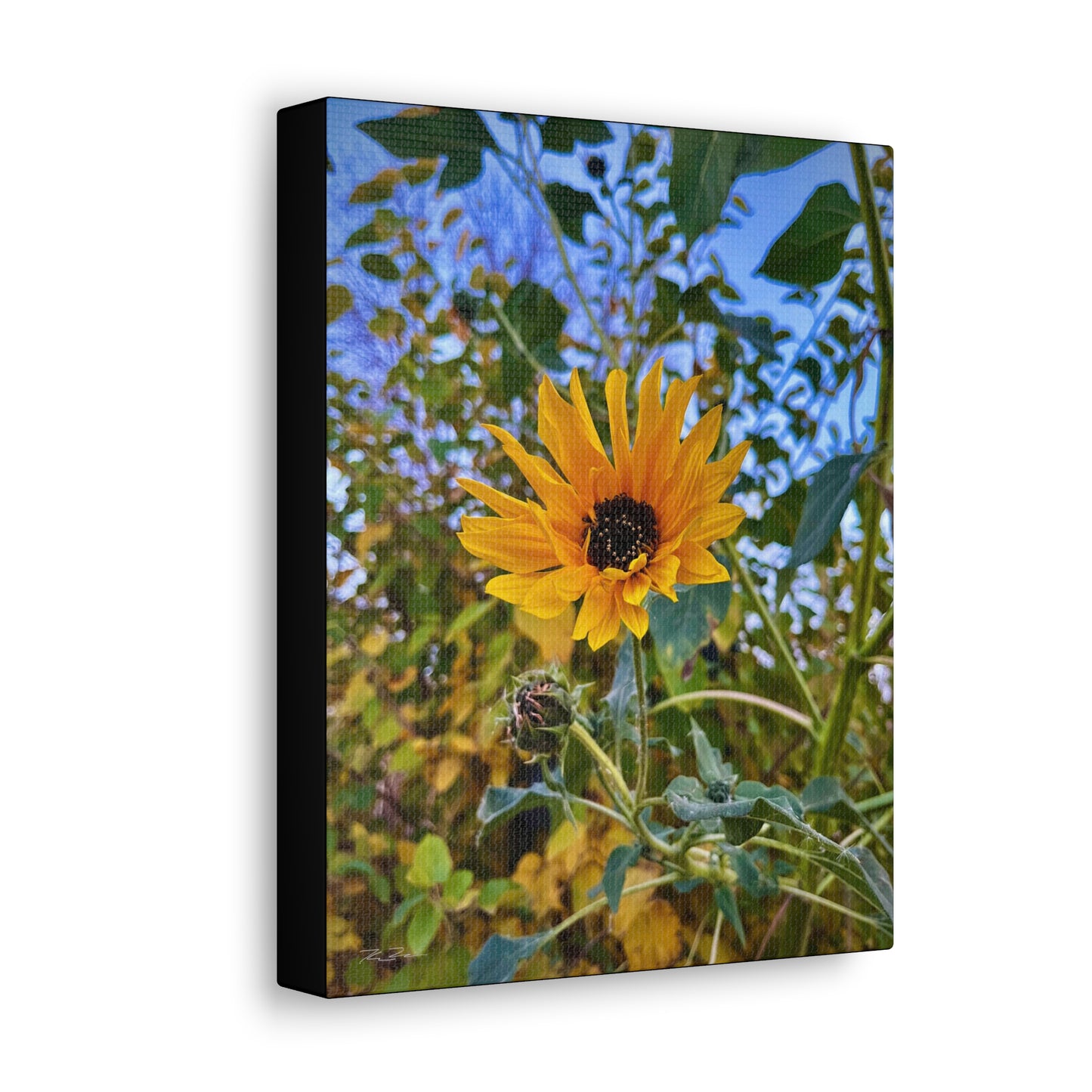 Sunflower (photo gallery collection.)