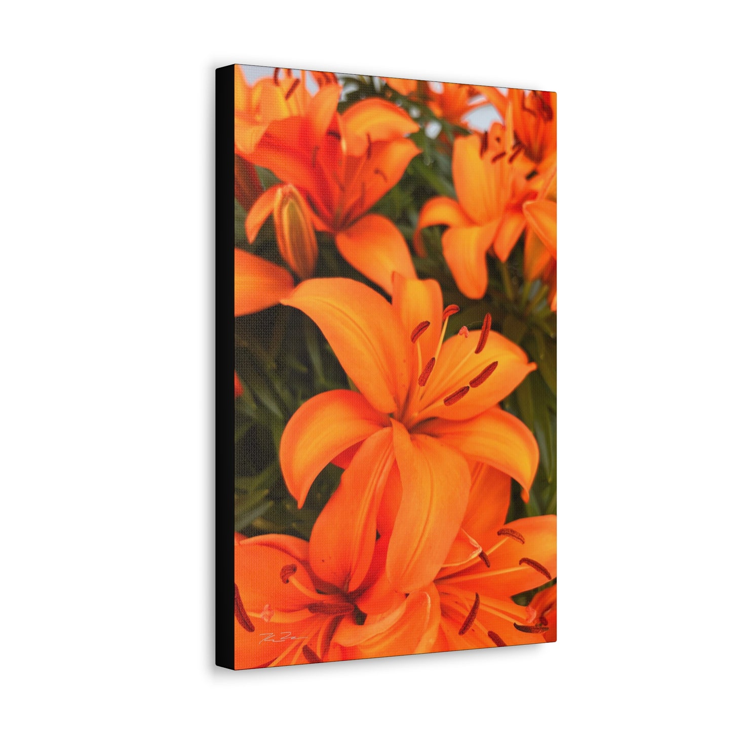 Orange Flower (photo gallery collection.)