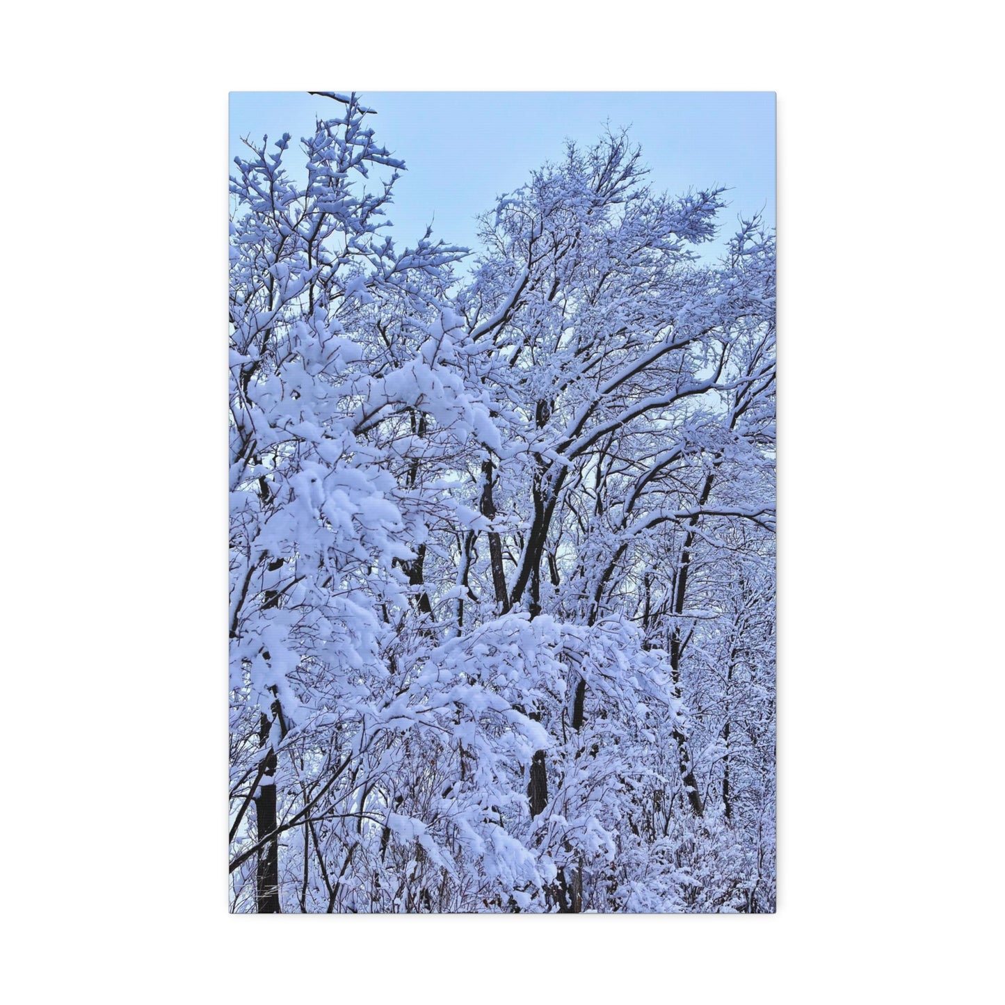 SnowVeil (Canvas Collection.)