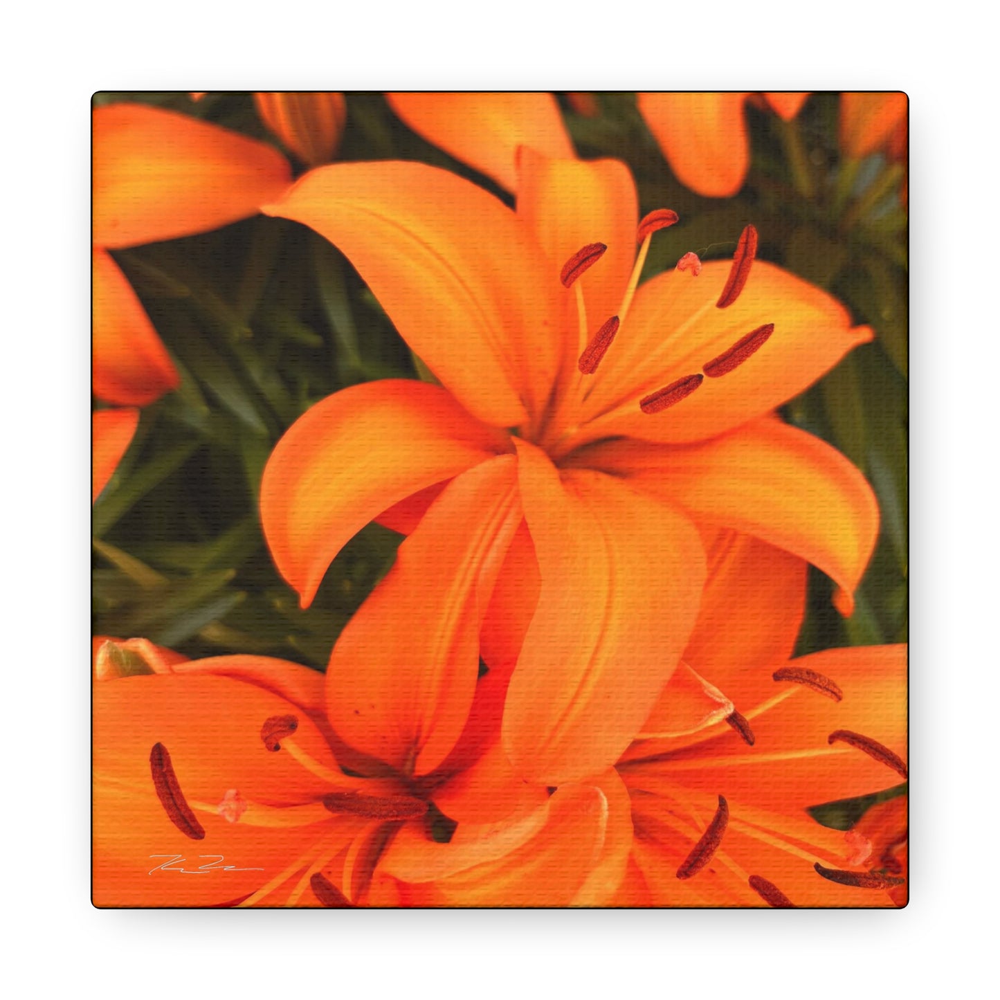 Orange Flower (photo gallery collection.)