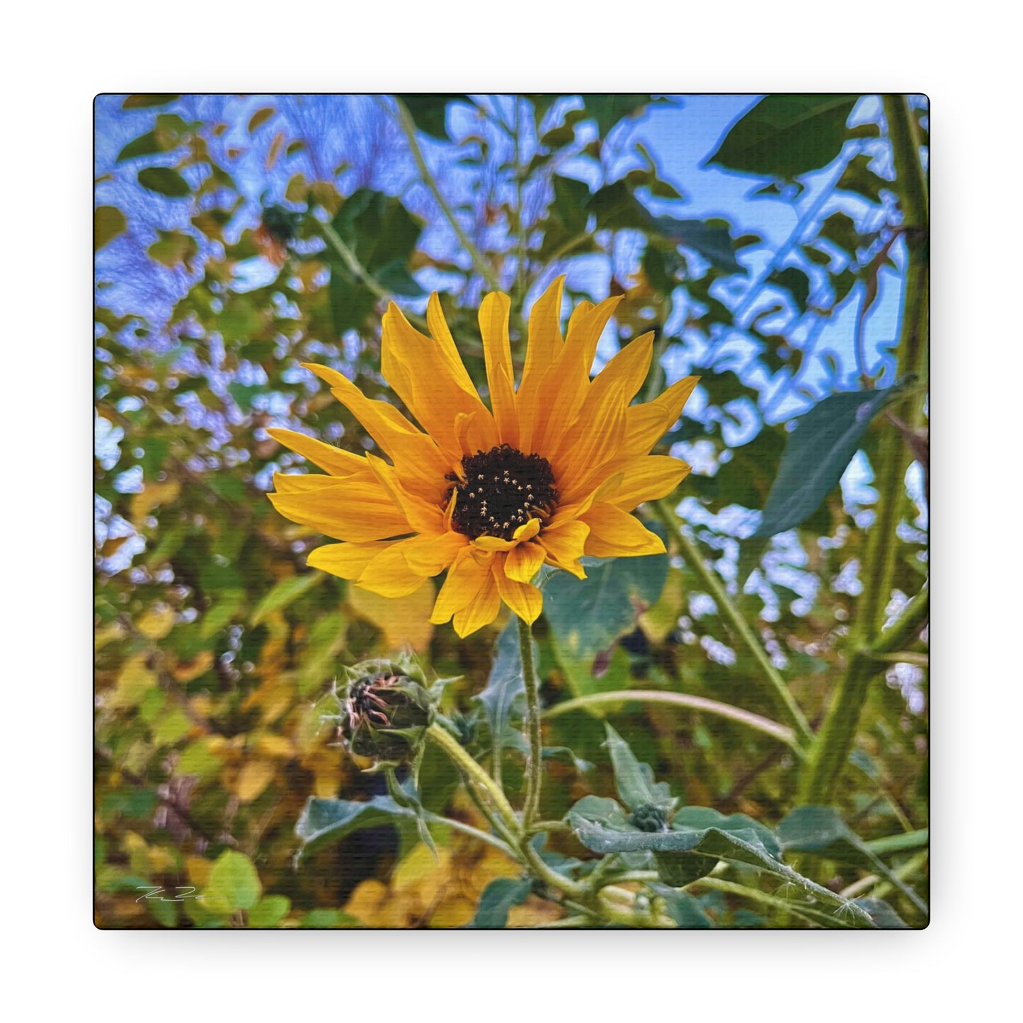 Sunflower (photo gallery collection.)