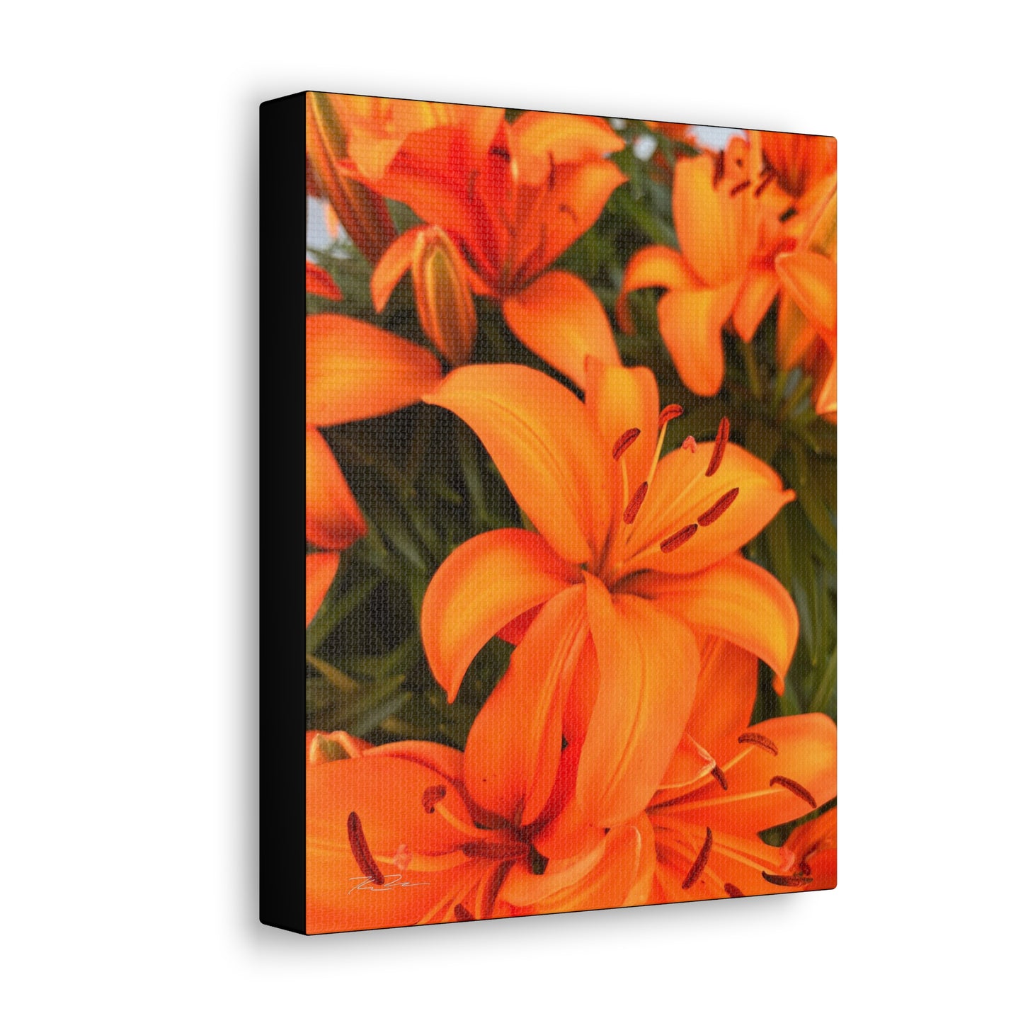 Orange Flower (photo gallery collection.)