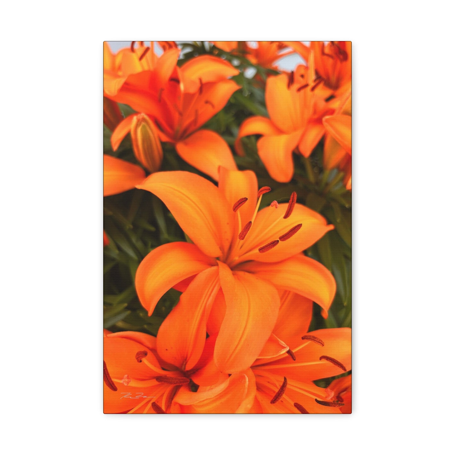 Orange Flower (photo gallery collection.)