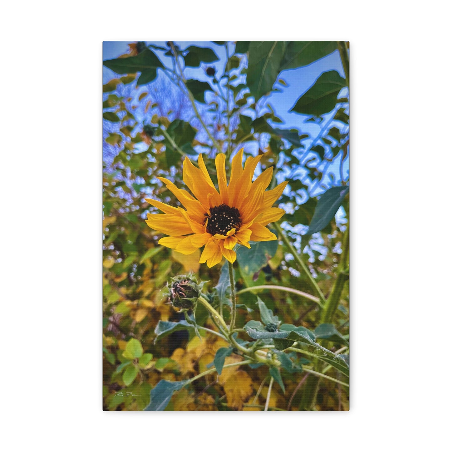 Sunflower (photo gallery collection.)