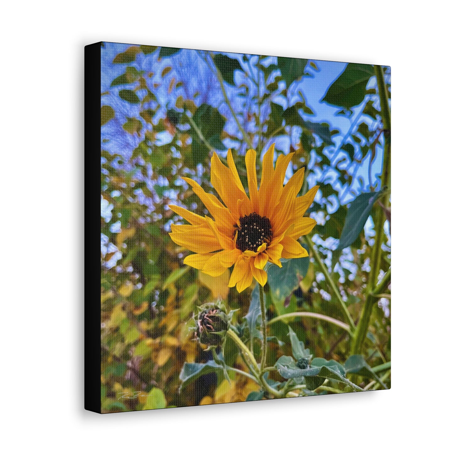 Sunflower (photo gallery collection.)
