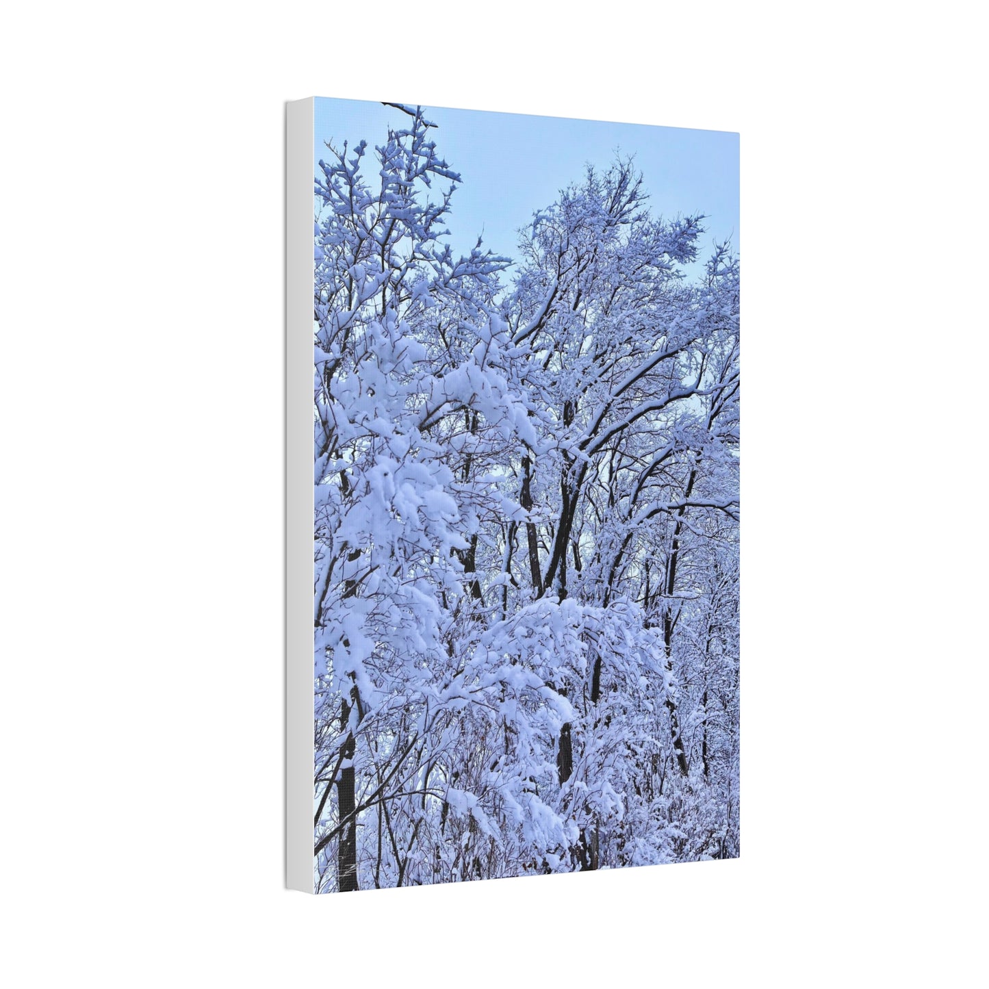 SnowVeil (Canvas Collection.)