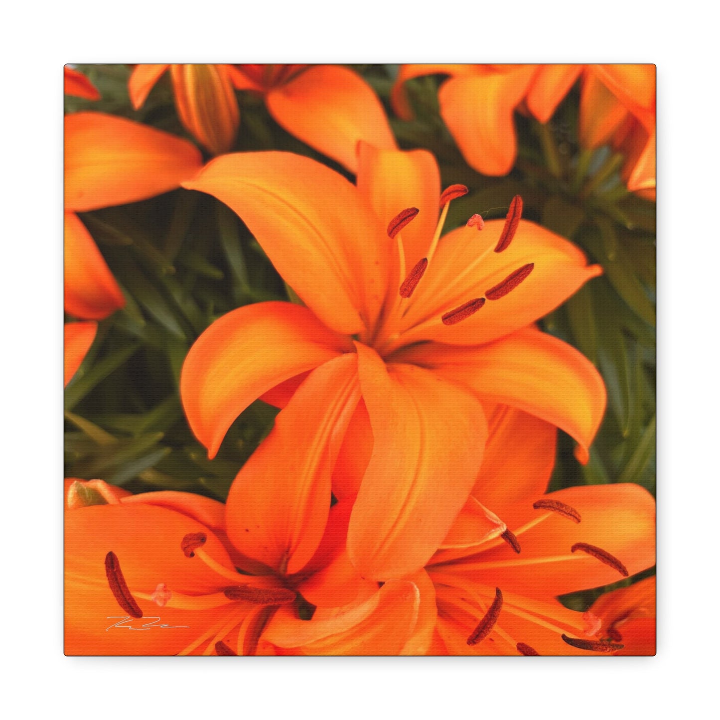 Orange Flower (photo gallery collection.)