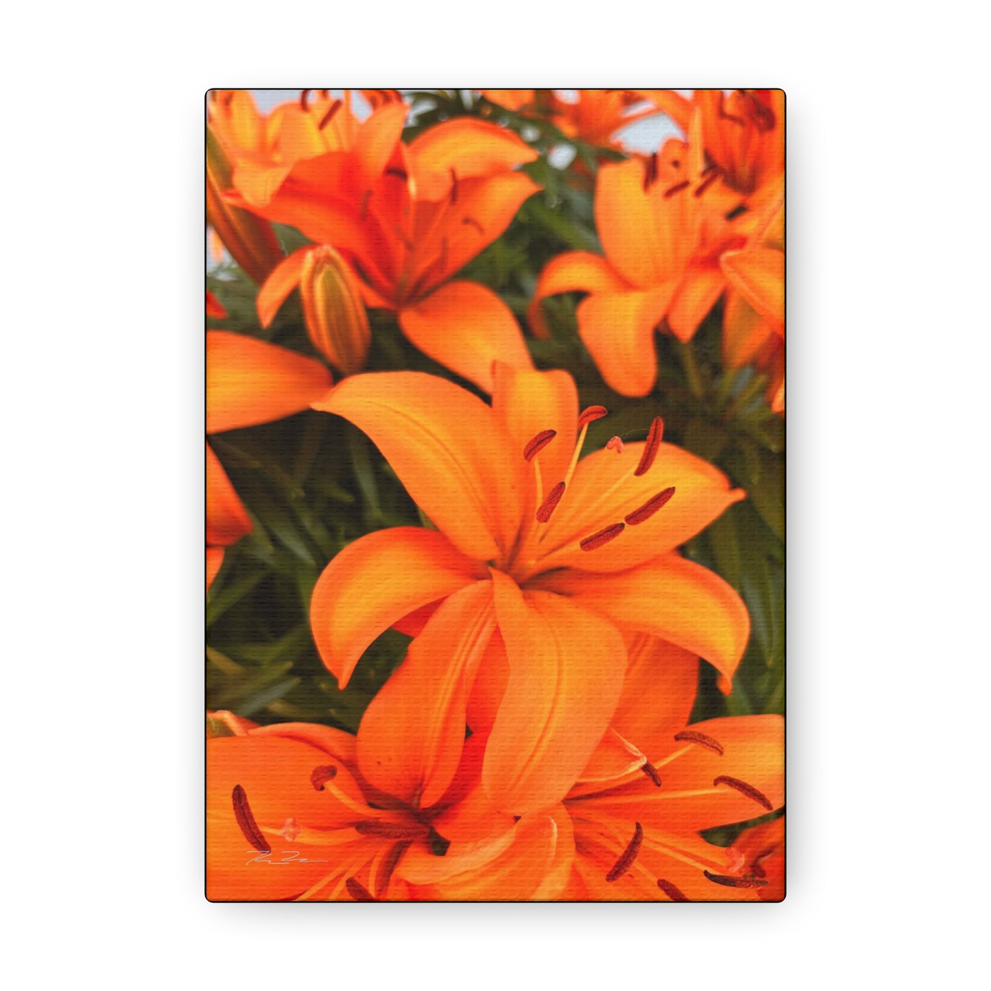 Orange Flower (photo gallery collection.)
