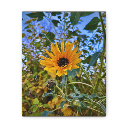 Sunflower (photo gallery collection.)